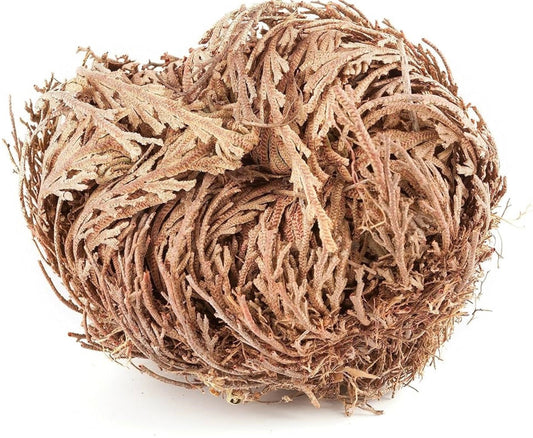 Resurrection Plant