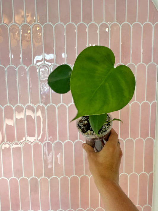Monstera Deliciosa Care