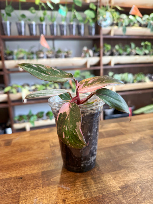 Pink Princess Philodendron (Marble) Care