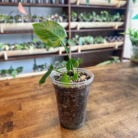 Anthurium Veitchii Care