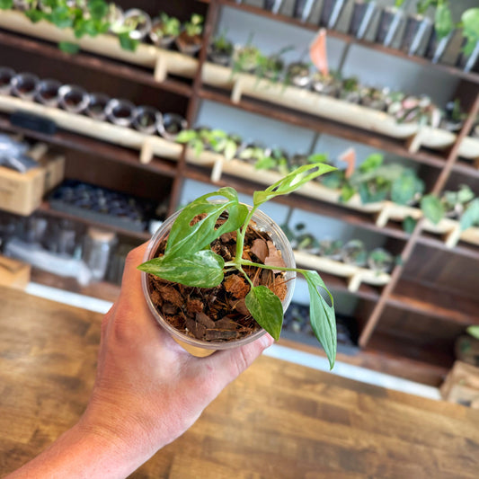 Monstera Adansonii Variegata Care