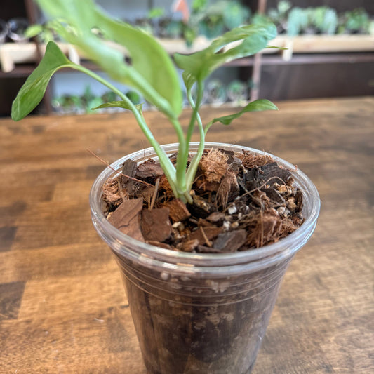 Monstera Obliqua 'Peru' - Basic & Moss Pole Care