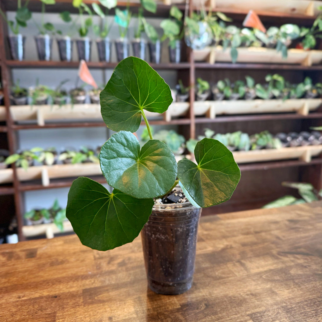 Tractor Seat Plant Care