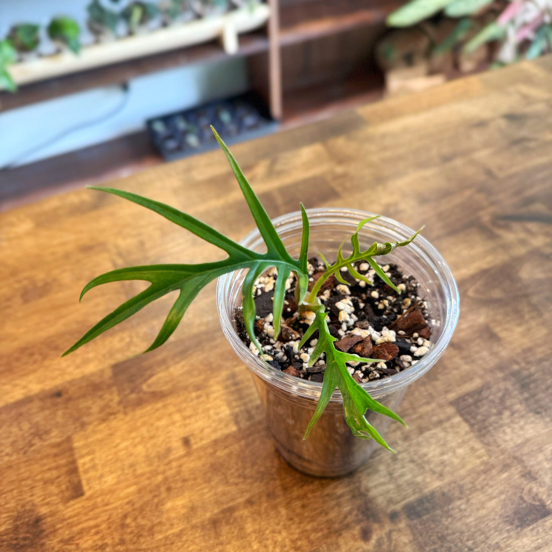 Philodendron Tortum Care
