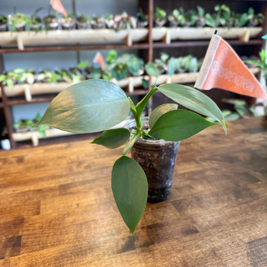 Silver Sword Philodendron Care