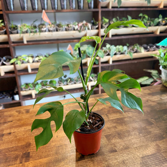 Rhaphidaphora Tetrasperma Care