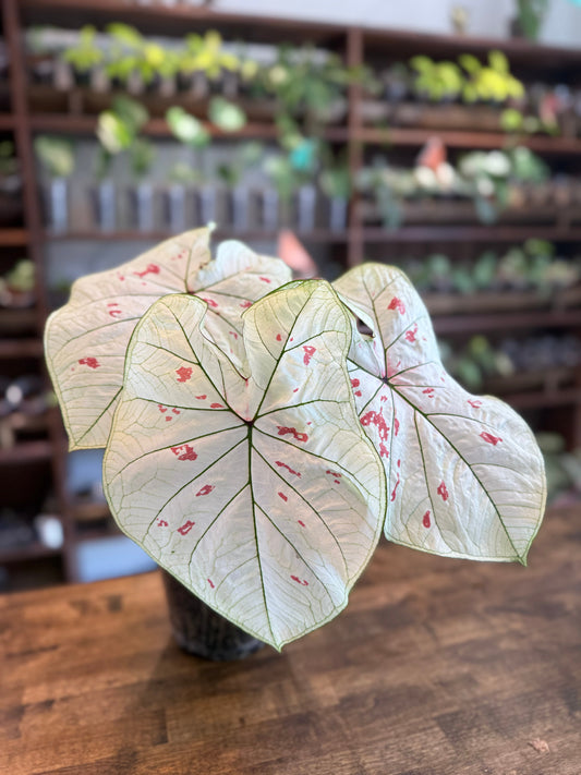 Caladium 'Stawberry Star' Care