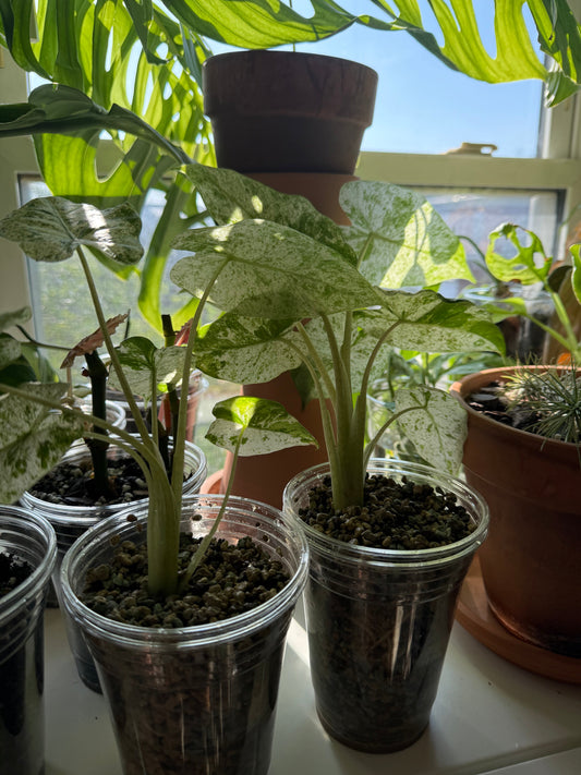 Alocasia Odora Care
