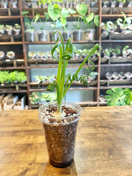 Albuca Spiralis Care