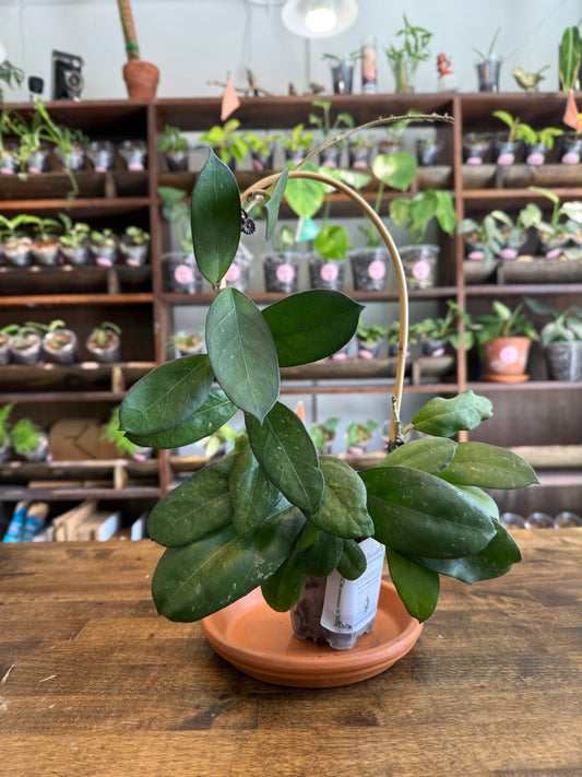 Hoya Care