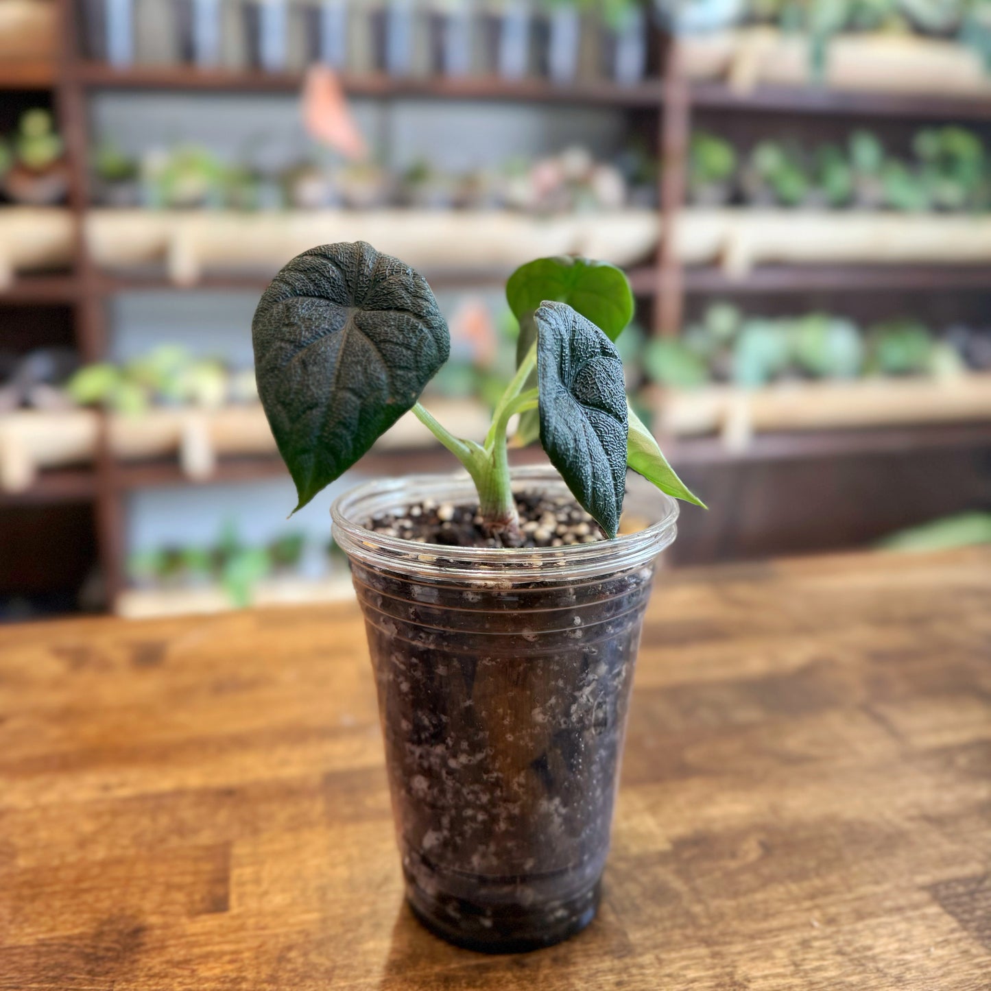 Alocasia Melo