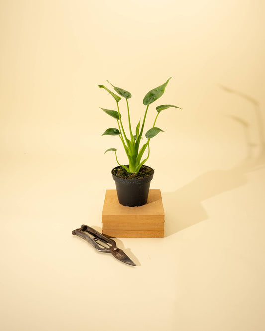 Alocasia 'Tiny Dancer'