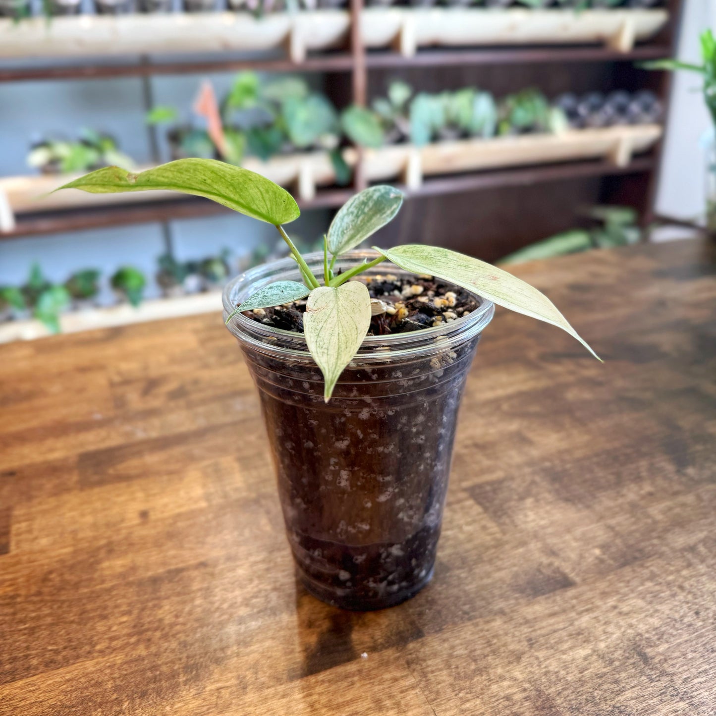 Philodendron "Florida Ghost"