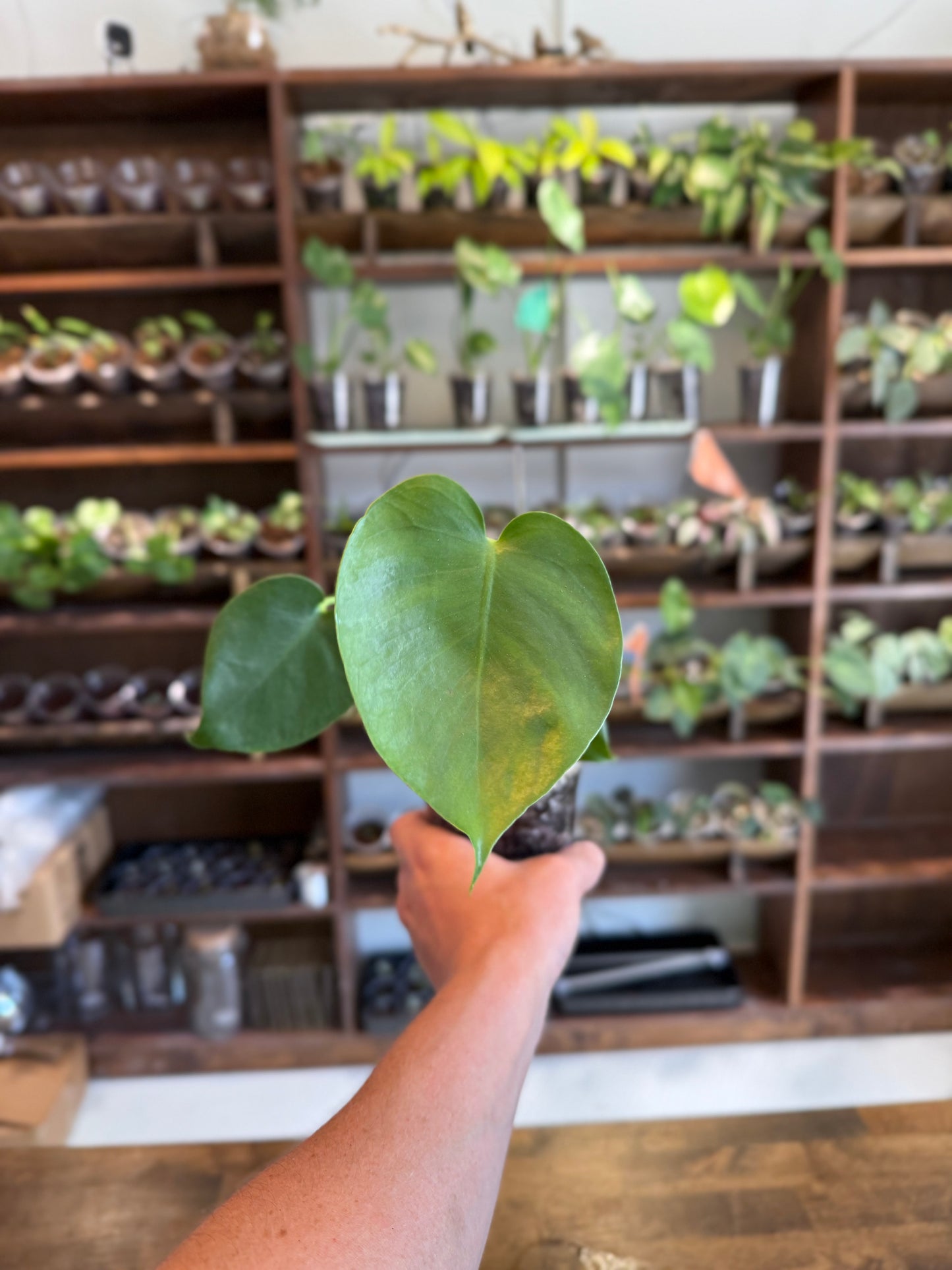 Monstera Deliciosa