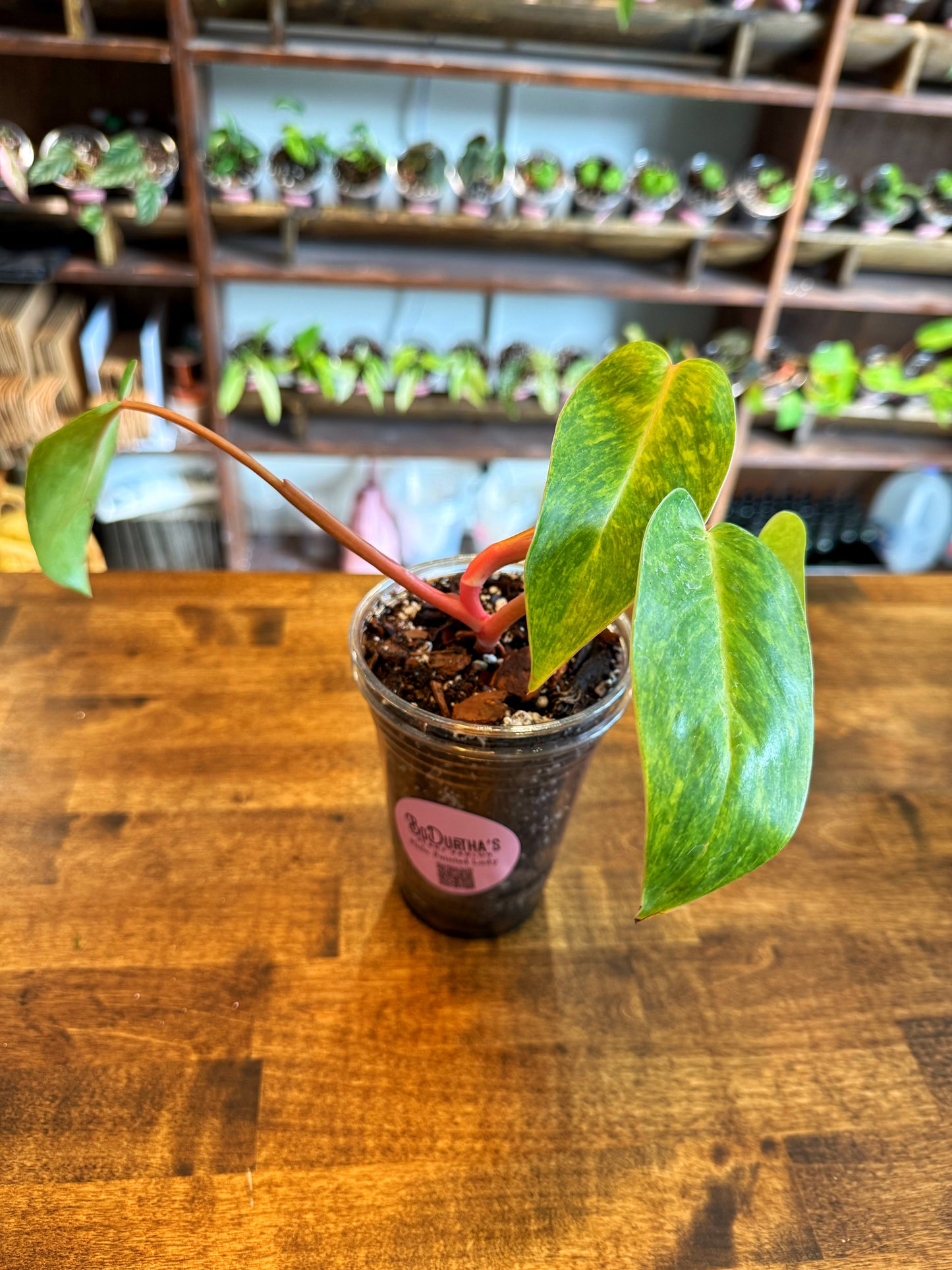 Philodendron 'Painted Lady'