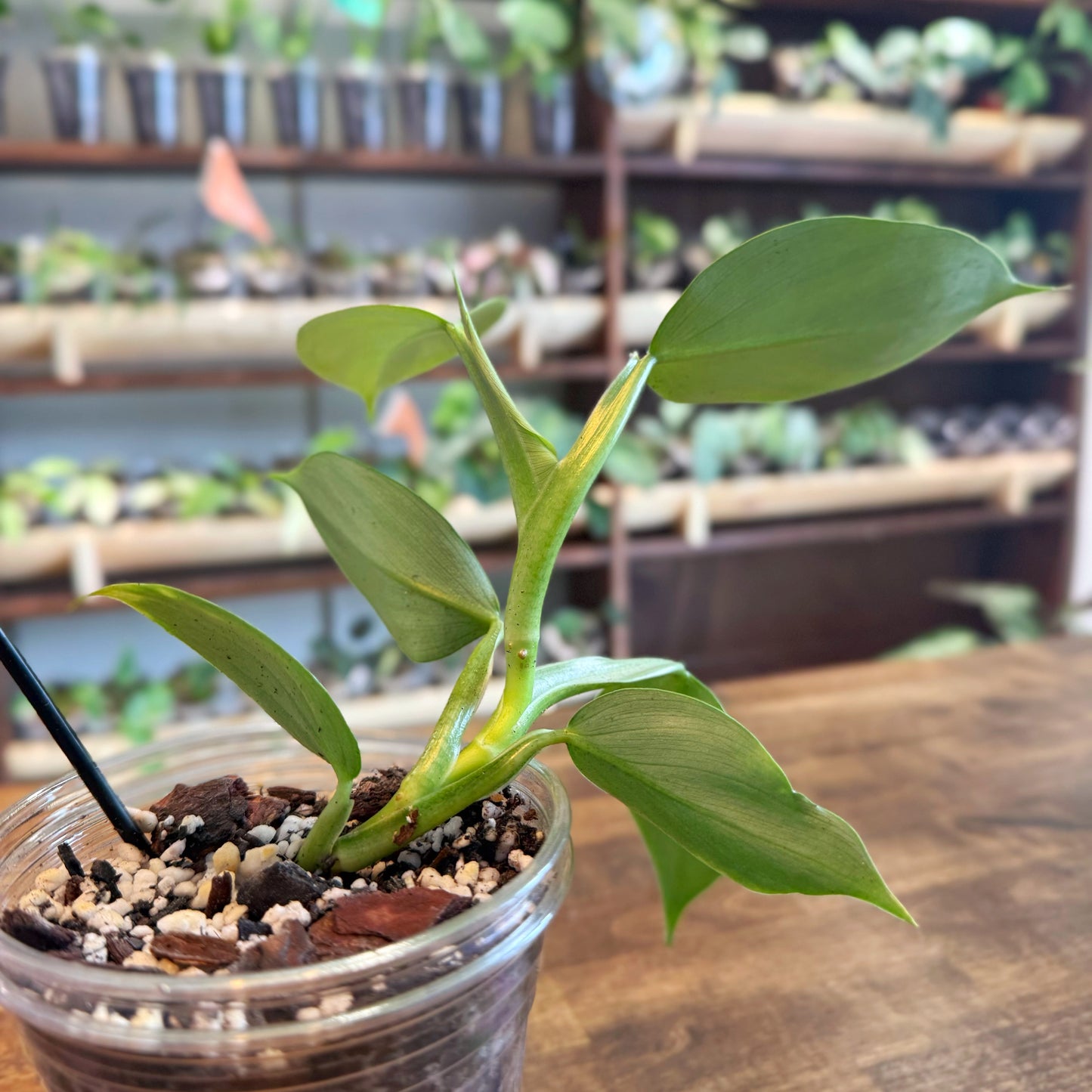 Philodendron Silver Sword