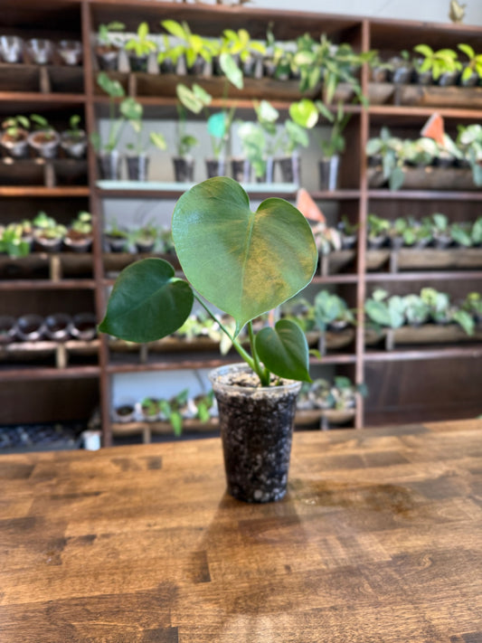 Monstera Deliciosa
