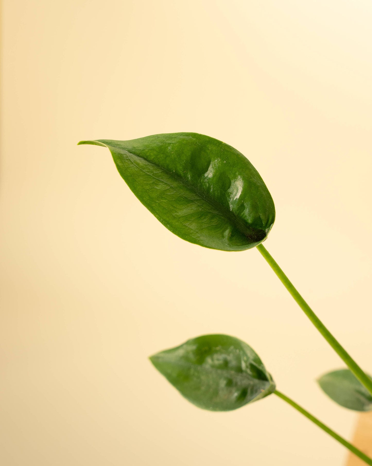Alocasia 'Tiny Dancer'