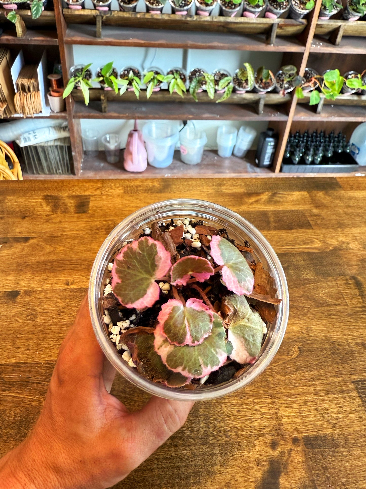 Strawberry Begonia Var.