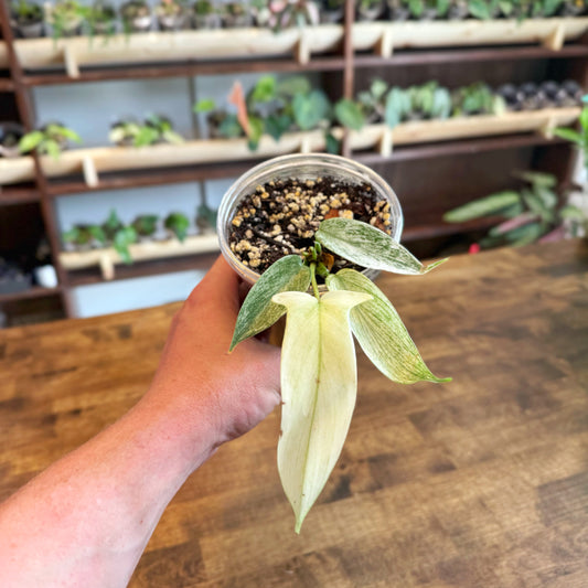 Philodendron "Florida Ghost"
