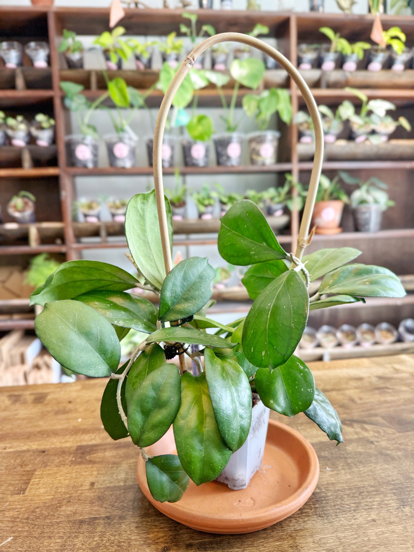 Hoya Patcharawalai 023 x unk
