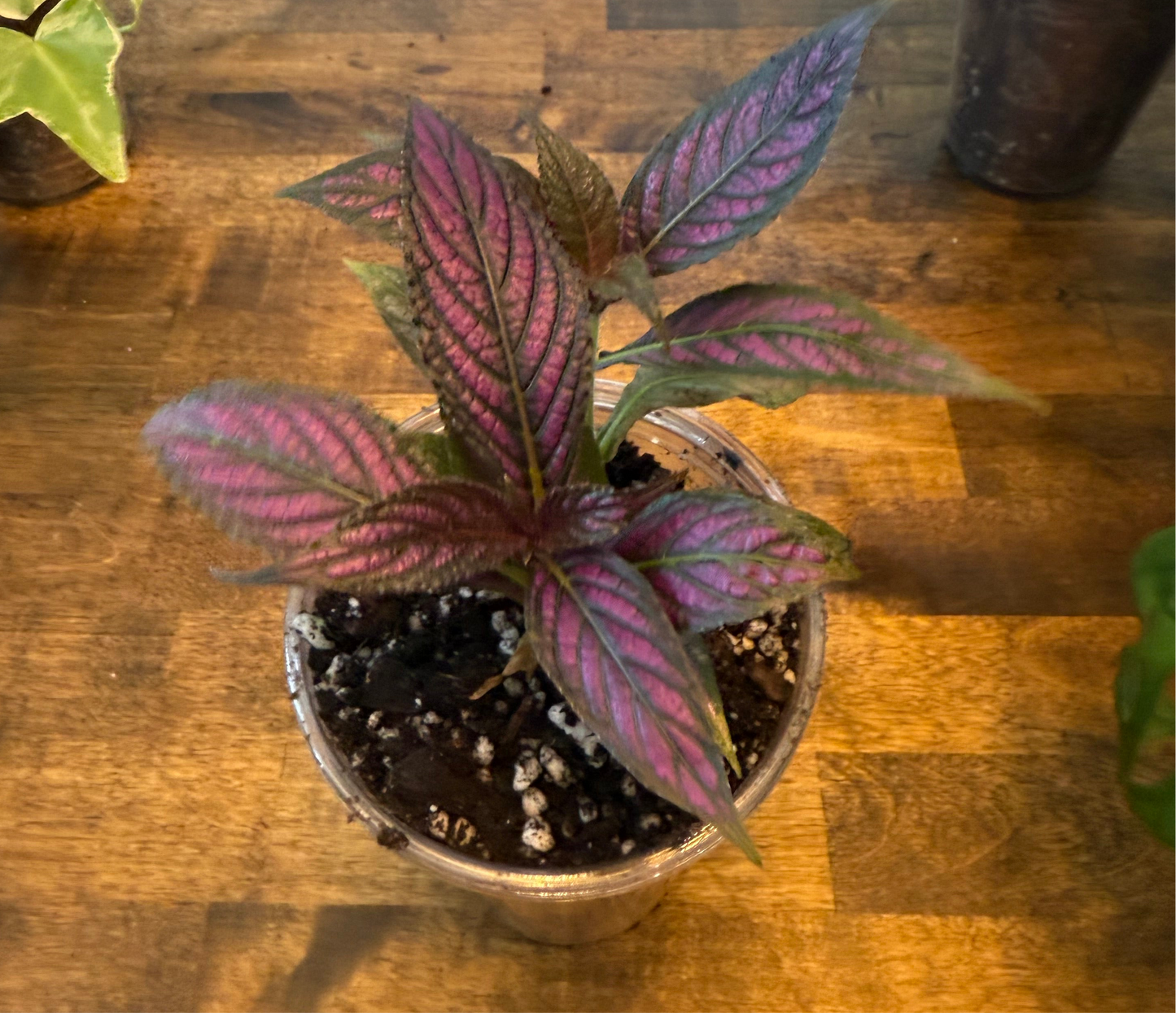 Strobilanthes 'Persian Shield'