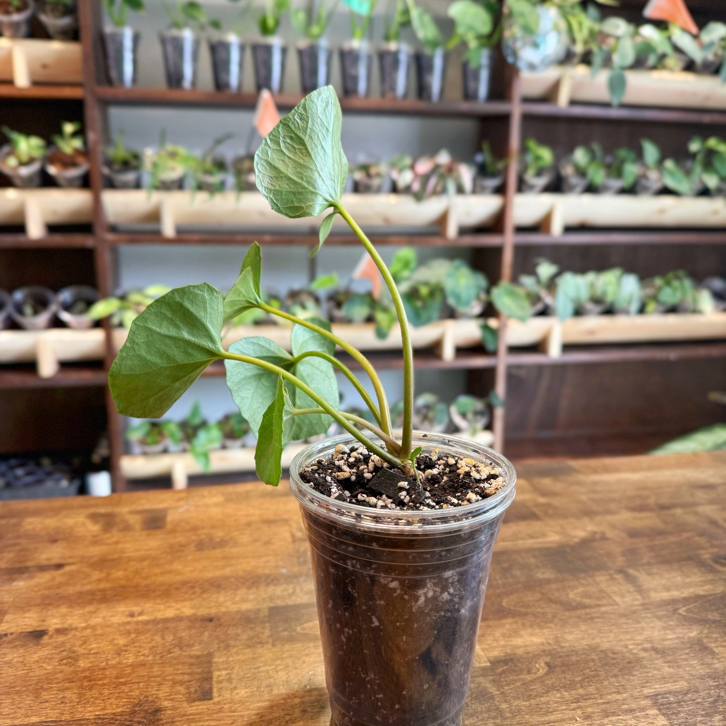 Tractor Seat Plant