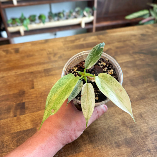 Philodendron "Florida Ghost"