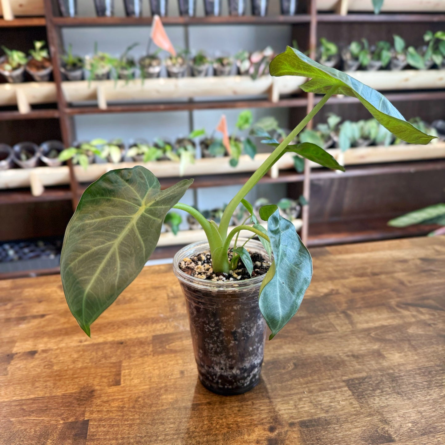 Alocasia Regal Shield