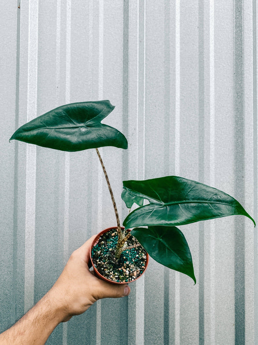Alocasia 'Zebrina'