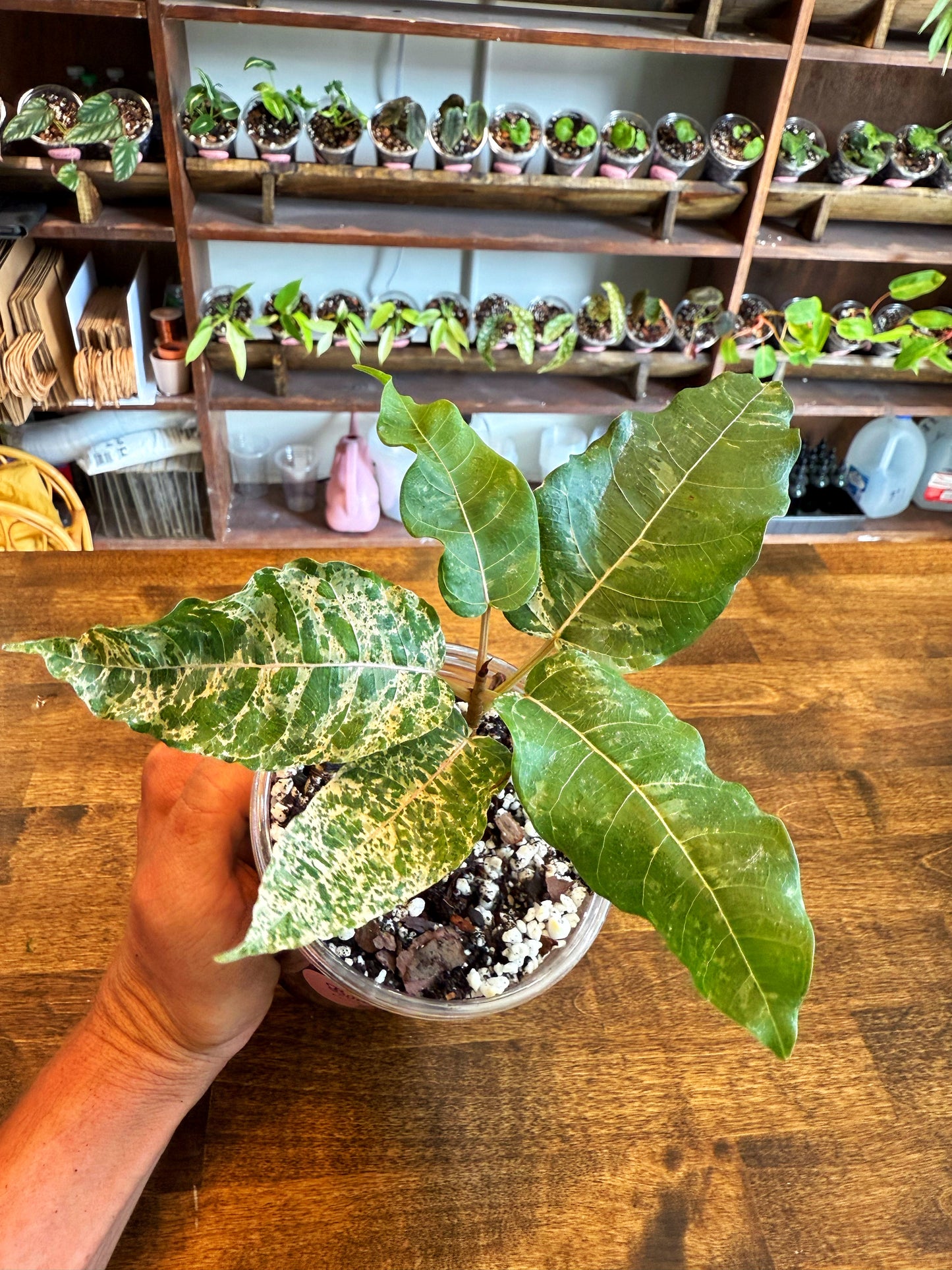 Ficus Clown Fig
