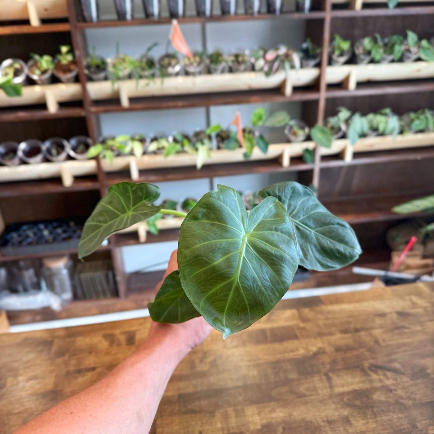 Alocasia Regal Shield