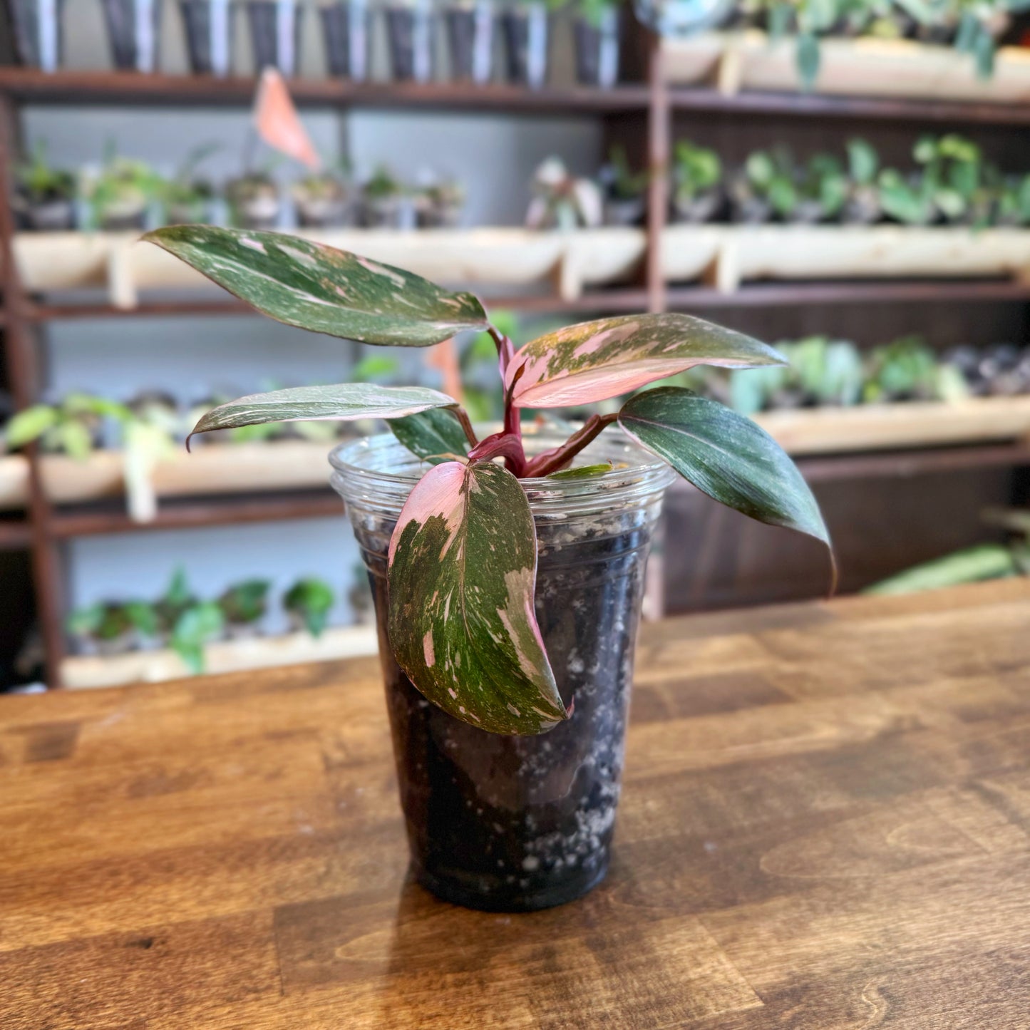 Philodendron Pink Princess *Marble*
