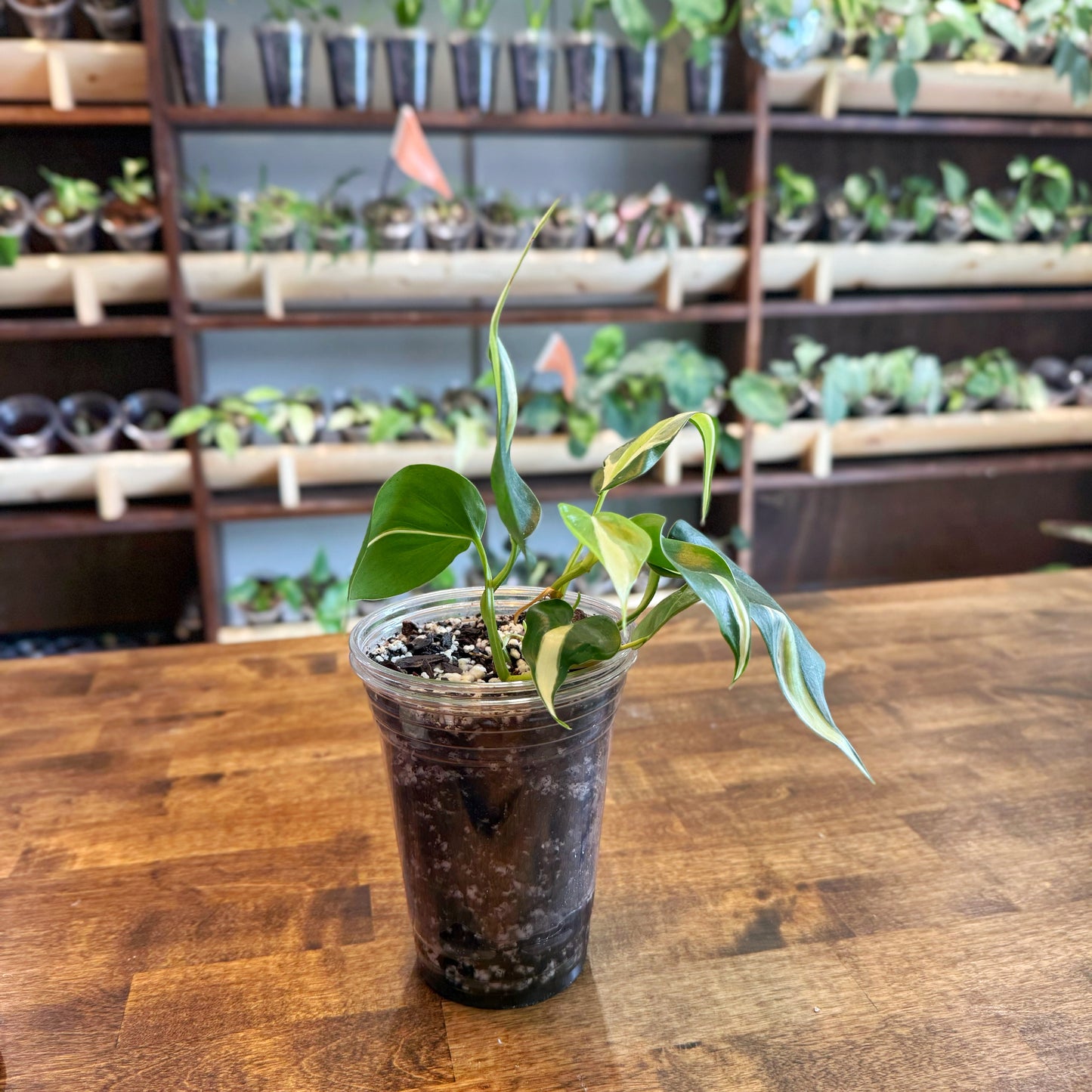 Philodendron Silver Stripe