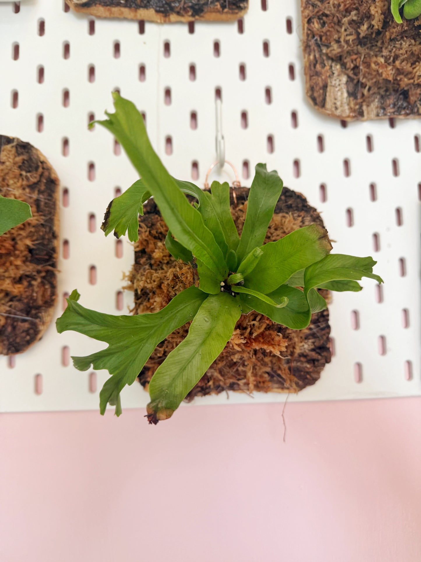 Hanging Fern