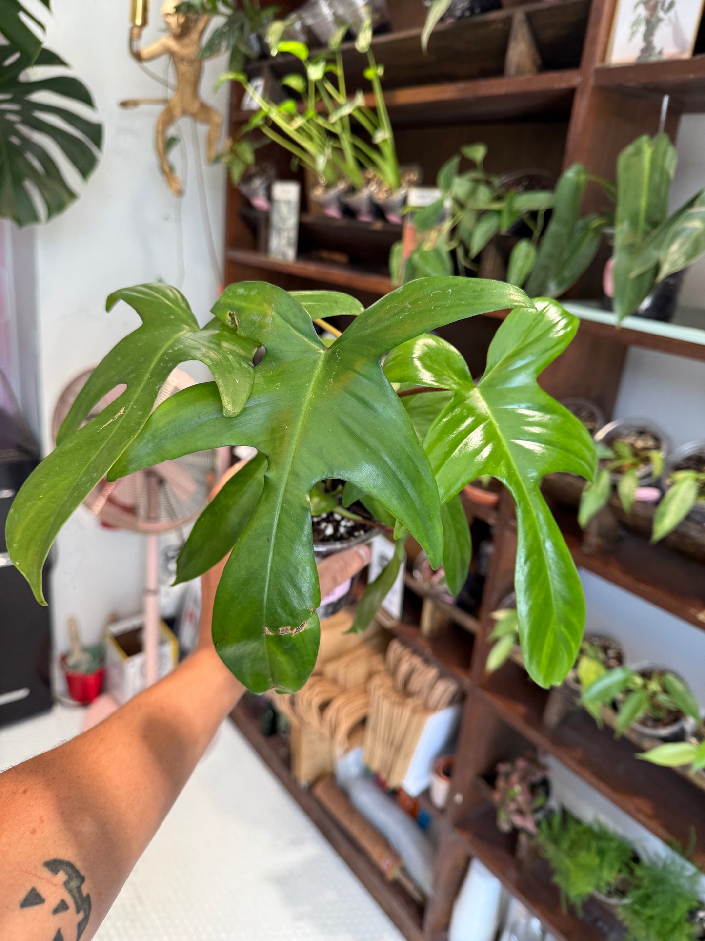 Philodendron 'Florida Green'