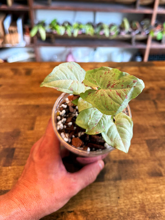 Syngonium Milk Confetti