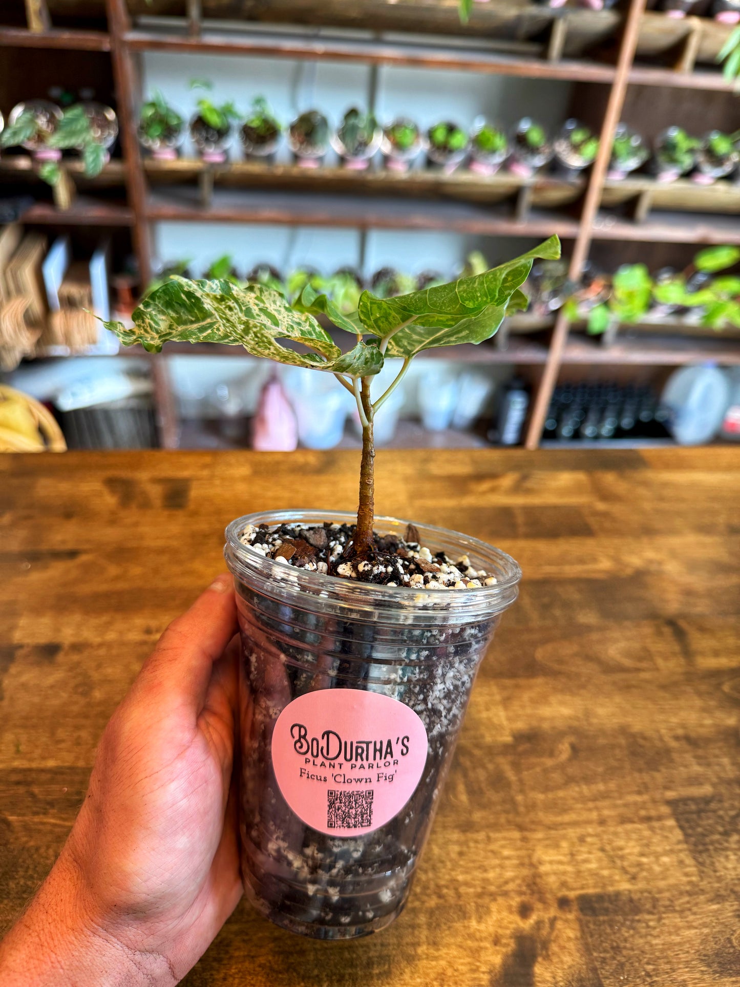 Ficus Clown Fig