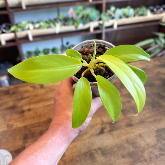 Philodendron Lemon Lime