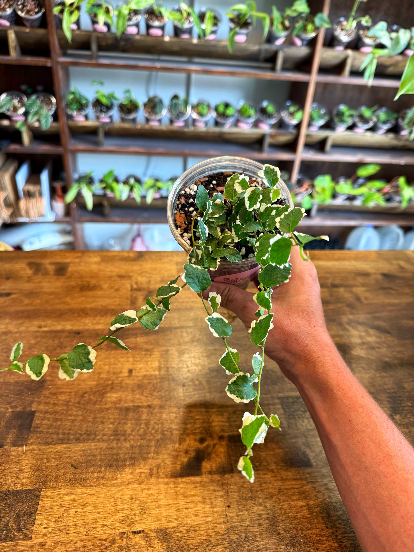 Var. Creeping Fig