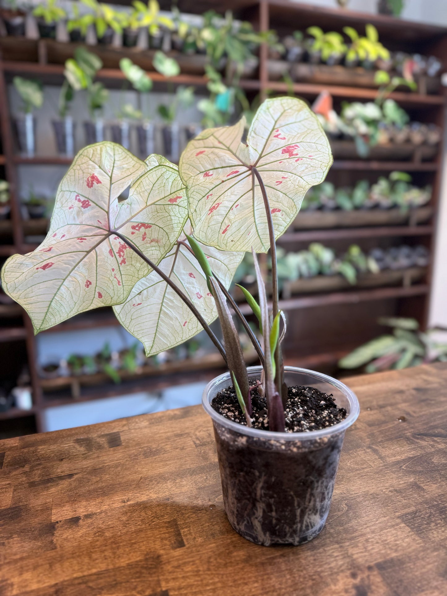 "Strawberry Star" Caladium - Plant