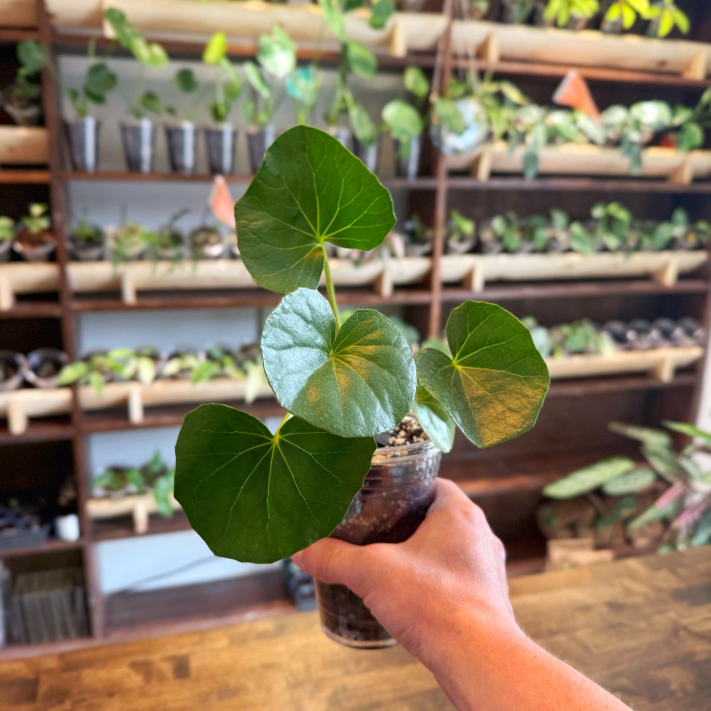 Tractor Seat Plant