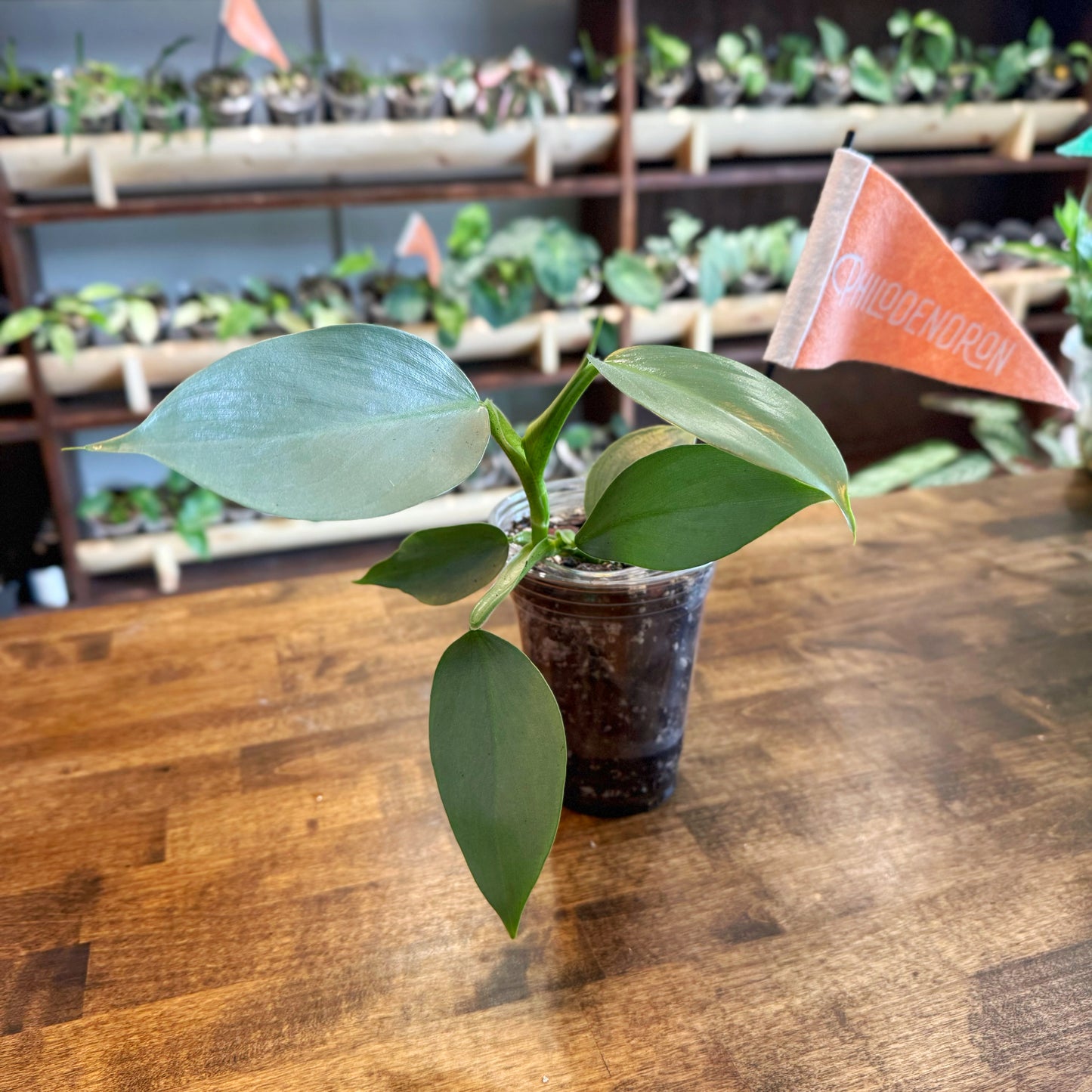 Philodendron Silver Sword