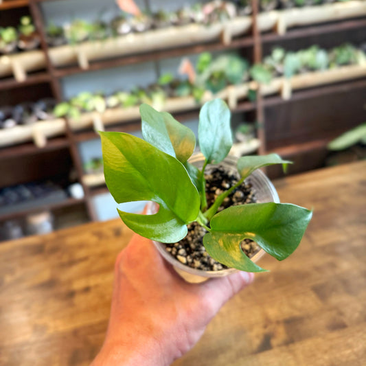 Rhaphidaphora Tetrasperma (Mini Monstera)