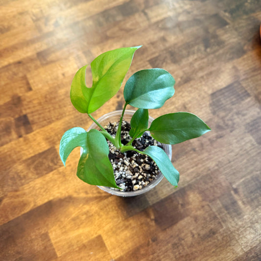 Rhaphidaphora Tetrasperma (Mini Monstera)