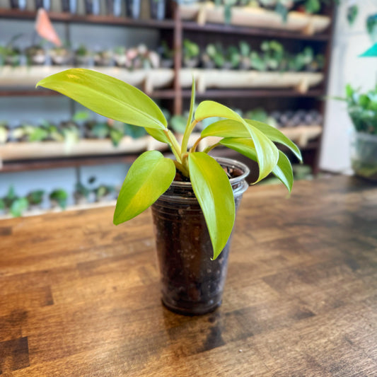 Philodendron Lemon Lime