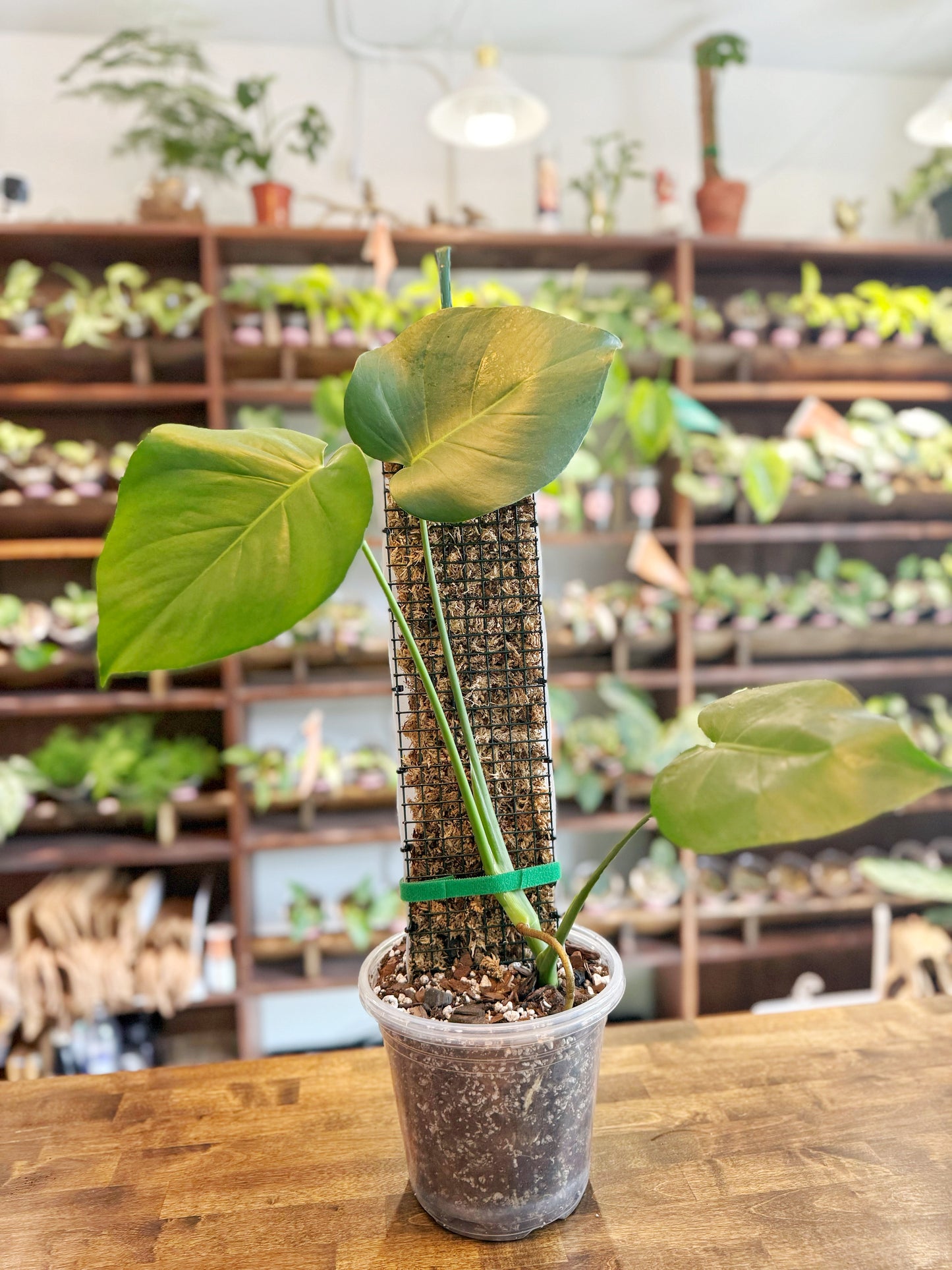 BoDurtha's Best - NZ Sphagnum Moss Pole