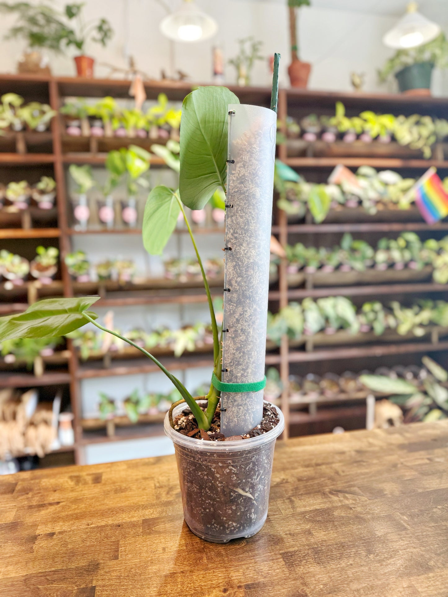 BoDurtha's Best - NZ Sphagnum Moss Pole