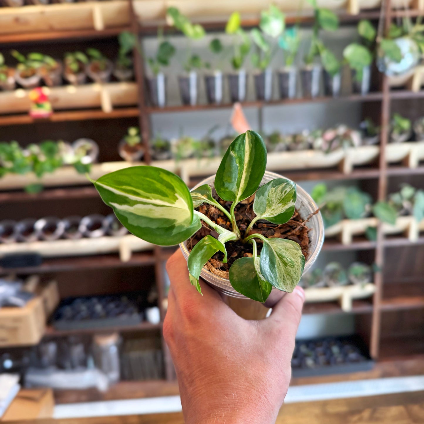 Manjula Pothos