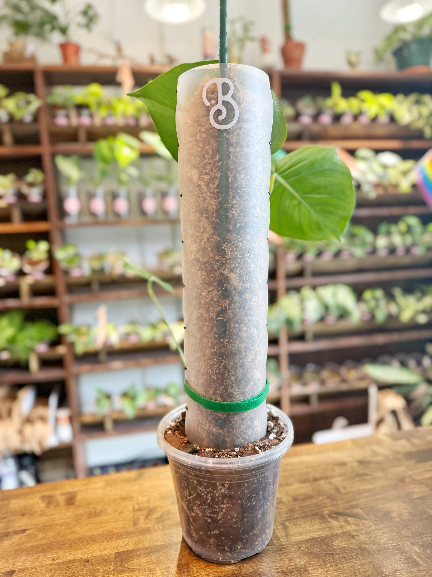 BoDurtha's Best - NZ Sphagnum Moss Pole